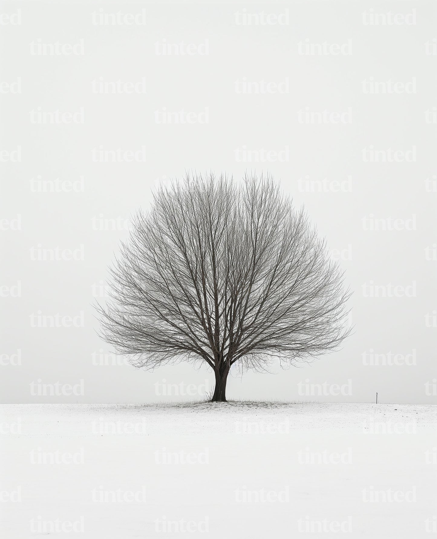 tinted-A-tree-standing-in-middle-of-a-white-snowy-field-87d19c8b3c06